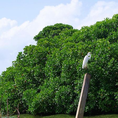 Villa Eco Green Negombo Exterior photo